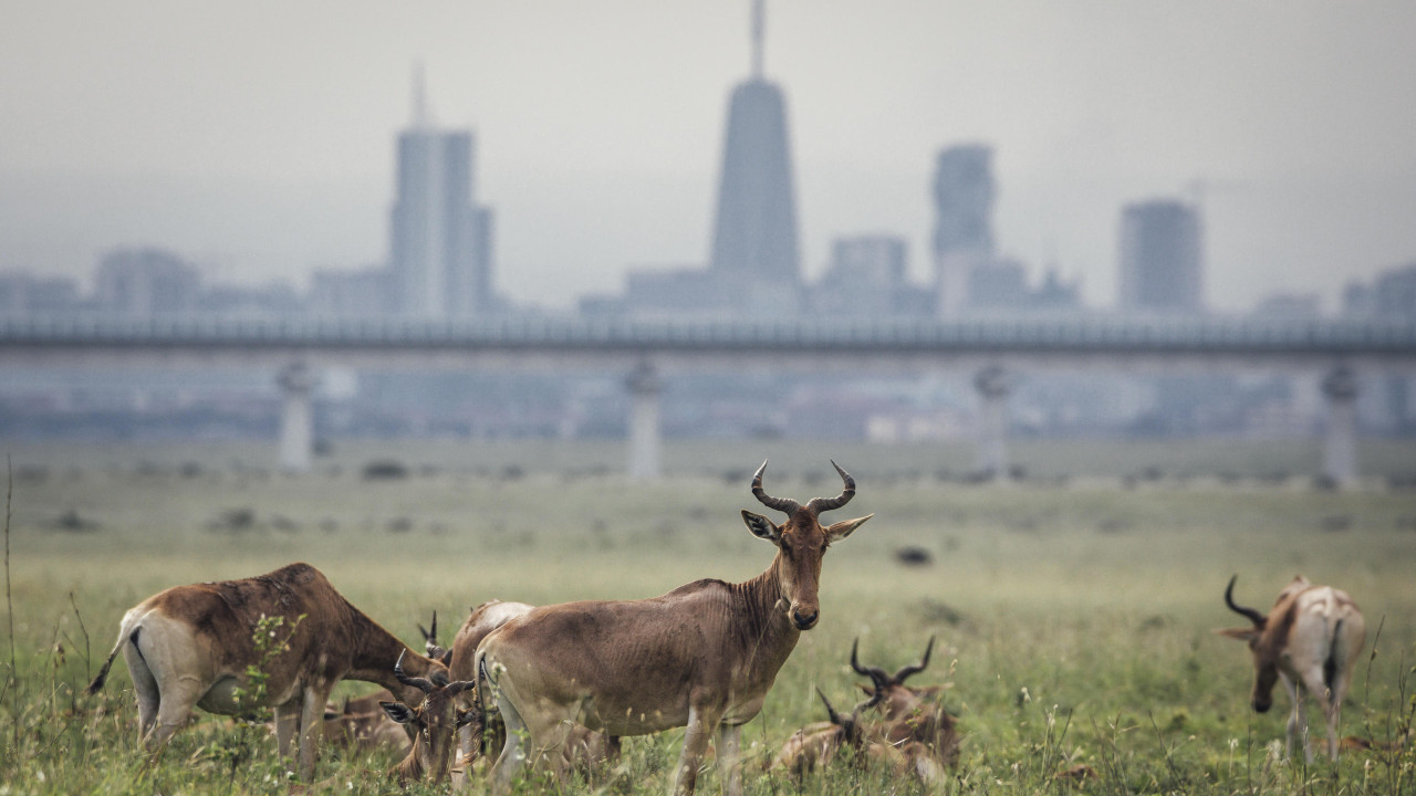 Antilopen im Nairobi Nationalpark vor Skyline - Wildnis trifft Großstadt