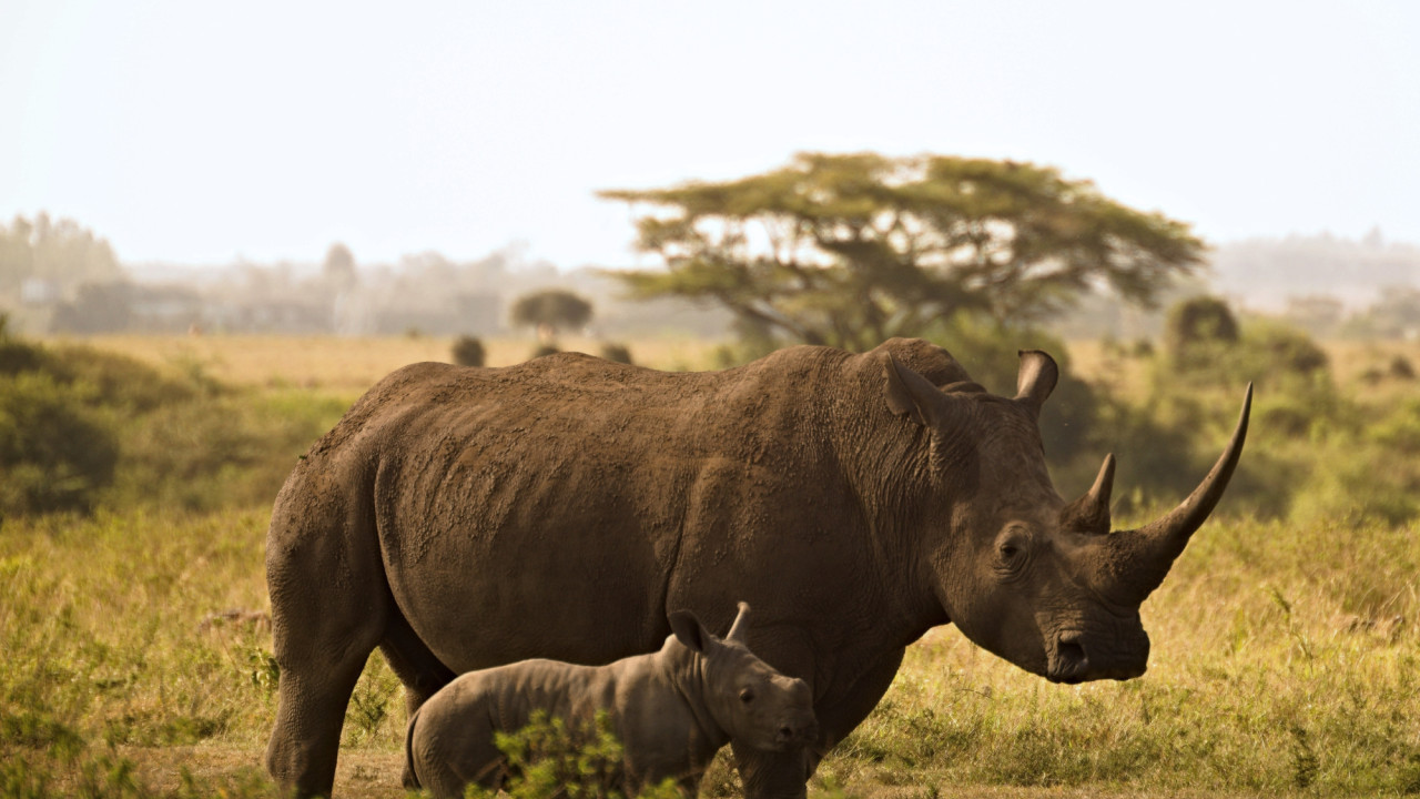 Breitmaulnashorn mit Jungtier in der afrikanischen Savanne, umgeben von Graslandschaft und Akazienbäumen.