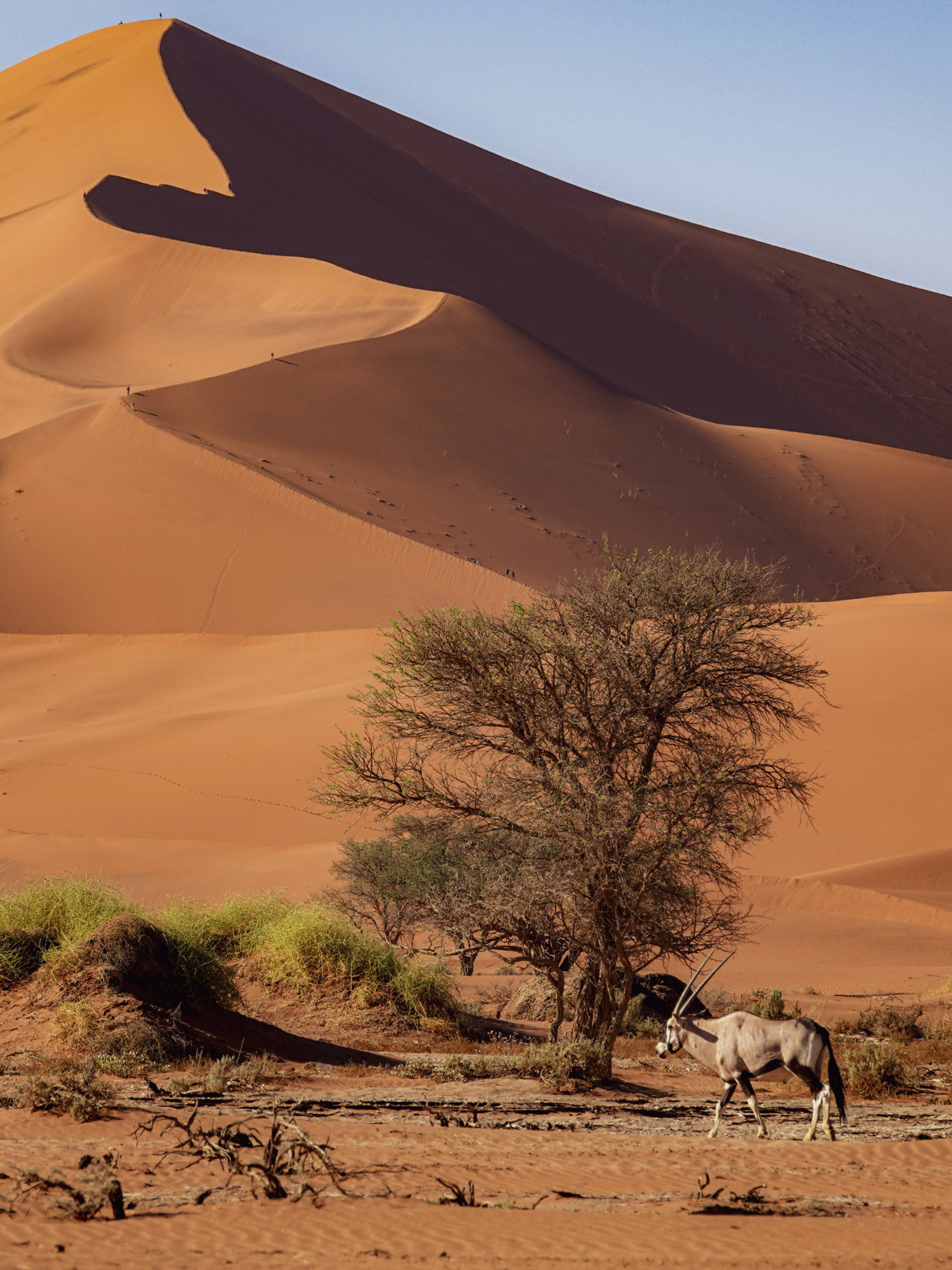 Oryx-Antilope vor gewaltiger Düne in der Wüste Namibias bei Sossusvlei