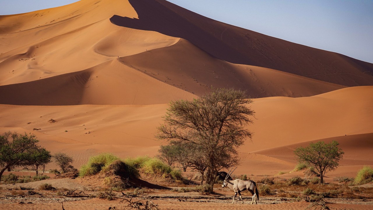 Oryx-Antilope vor gewaltiger Düne in der Wüste Namibias bei Sossusvlei