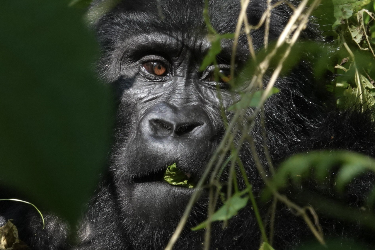 Gorilla im dichten Regenwald während eines Gorilla-Trackings