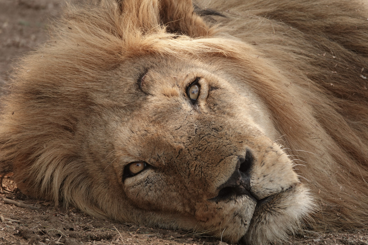 Löwe während Pirschfahrt mit Karibu Safaris in Kenia