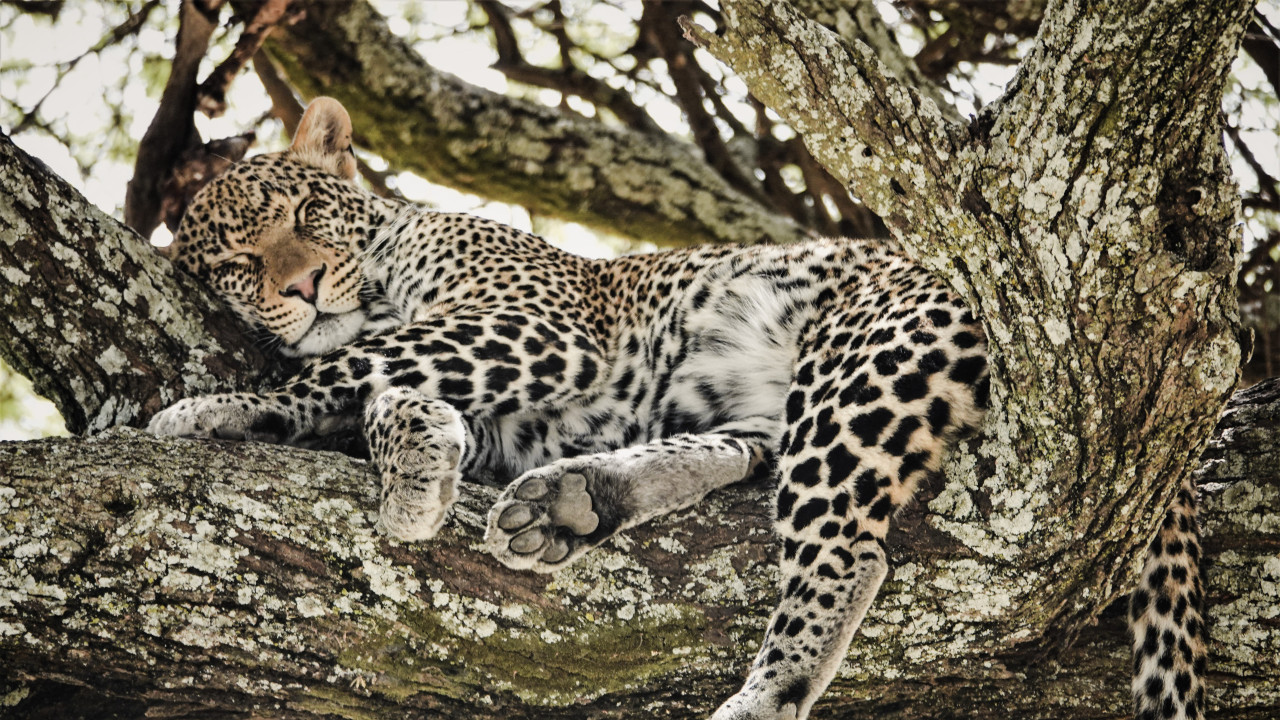 Schlafender Leopard bei Safari in Botswana