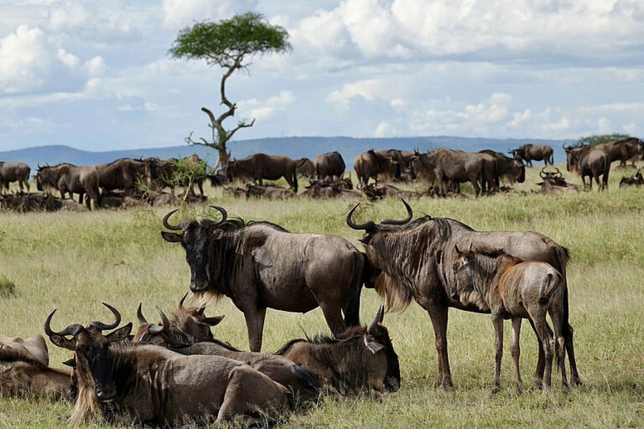 Eine Herde Gnus in der afrikanischen Savanne unter einem Baum.
