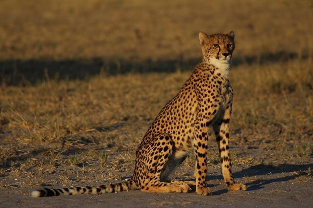 Gepard sitzt aufmerksam in der Savanne und schaut in die Ferne.
