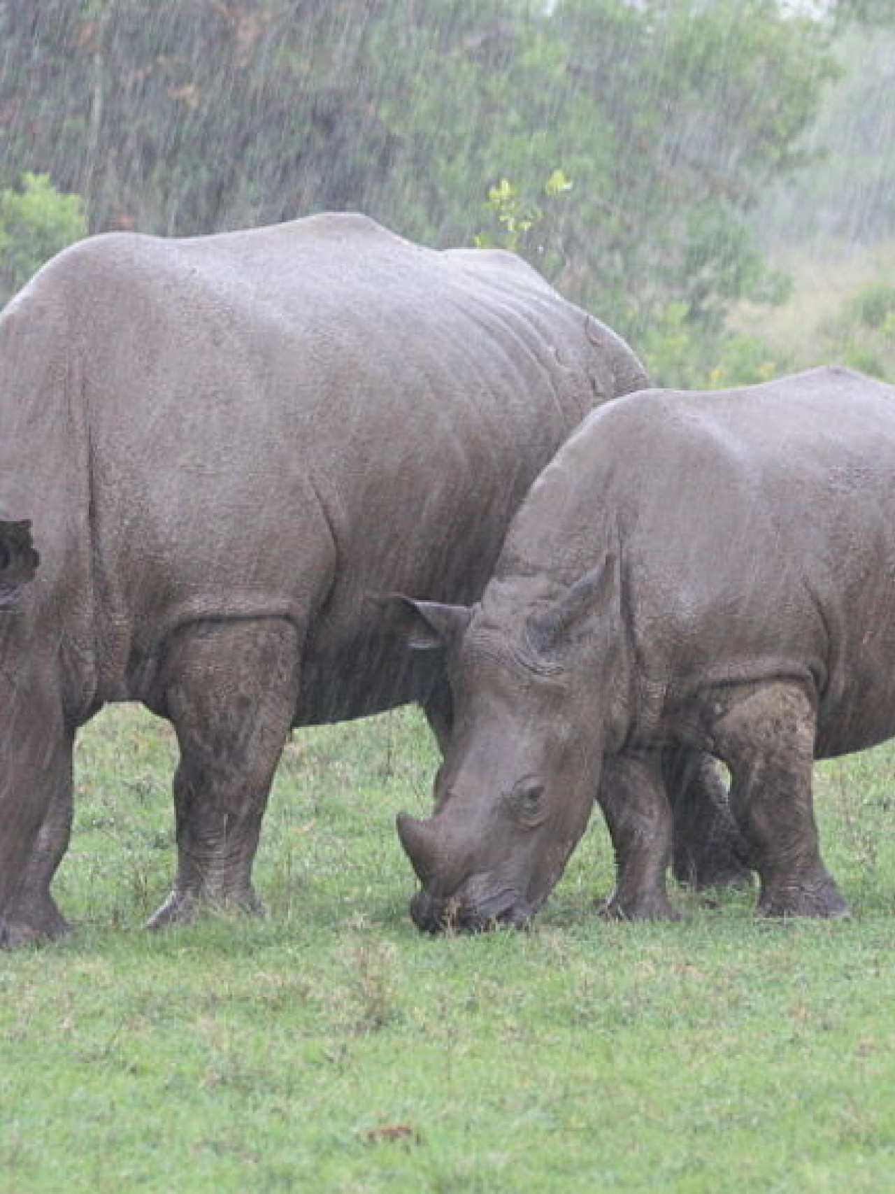 Nashorn und Jungtier grasen im Regen auf einer Wiese.