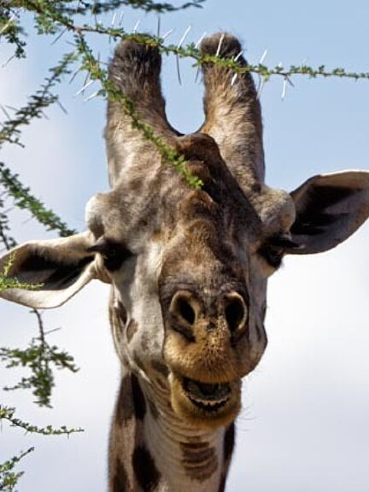 Giraffe blickt neugierig von einem Baum herunter.