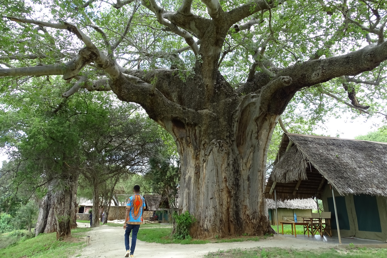 Ein riesiger Baobab-Baum neben traditionellen Hütten