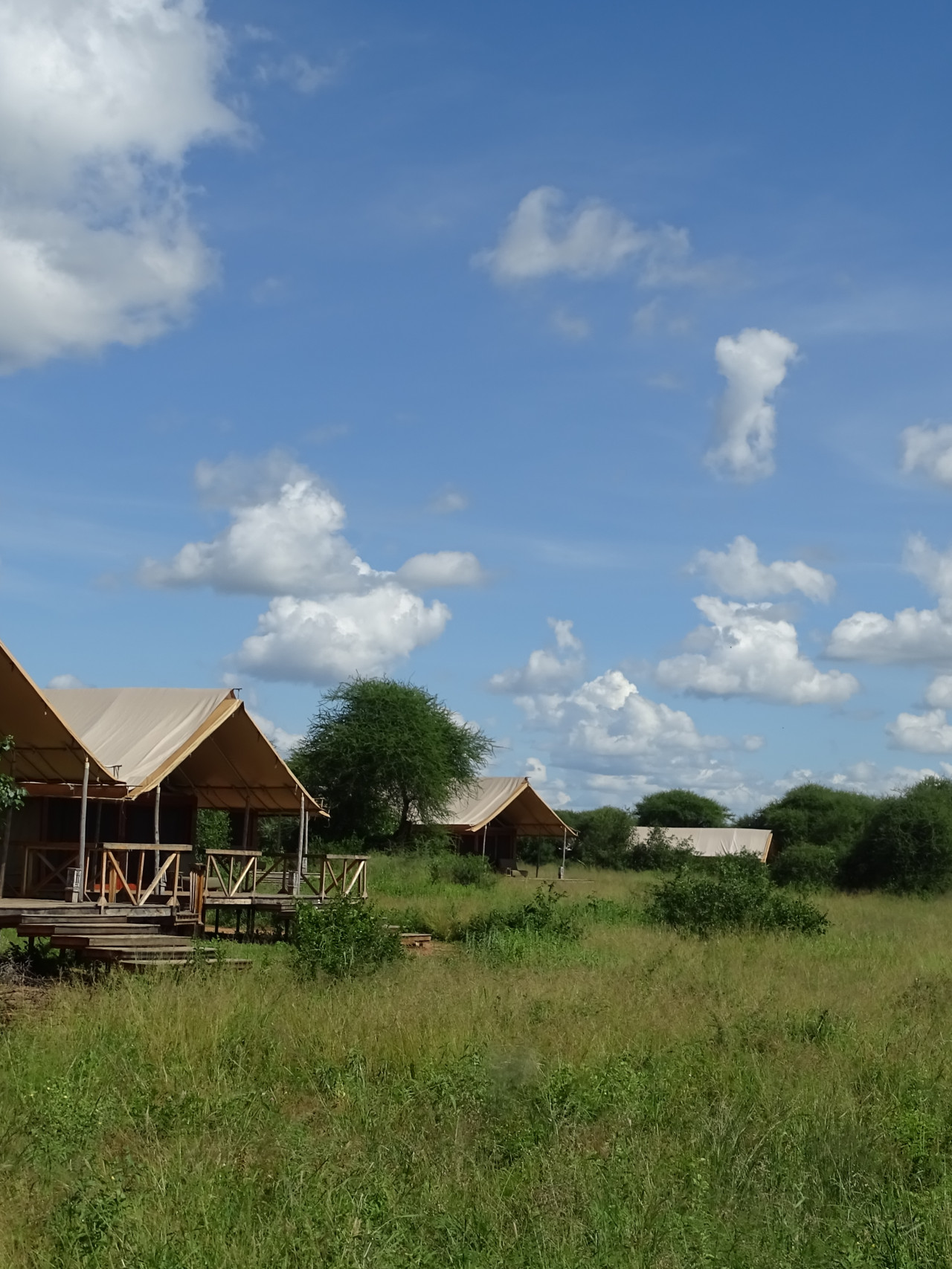 Safari-Zelte inmitten der grünen Savannenlandschaft