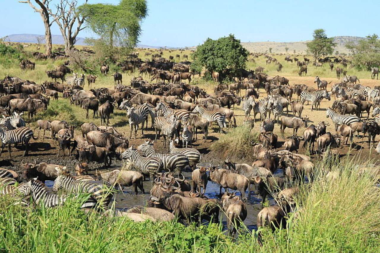 Große Herde von Gnus und Zebras an einer Wasserstelle in der Savanne.