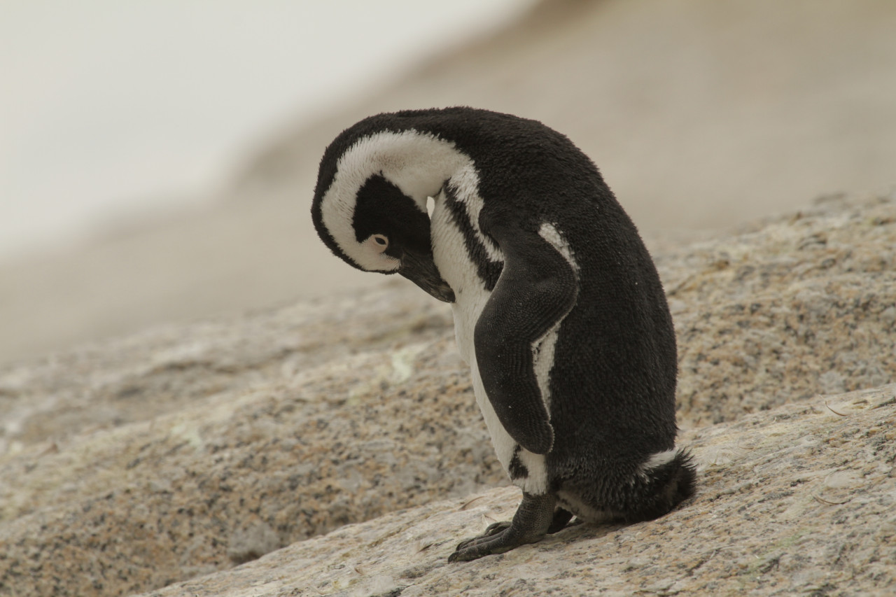 Afrikanischer Brillenpinguin auf Granitfelsen