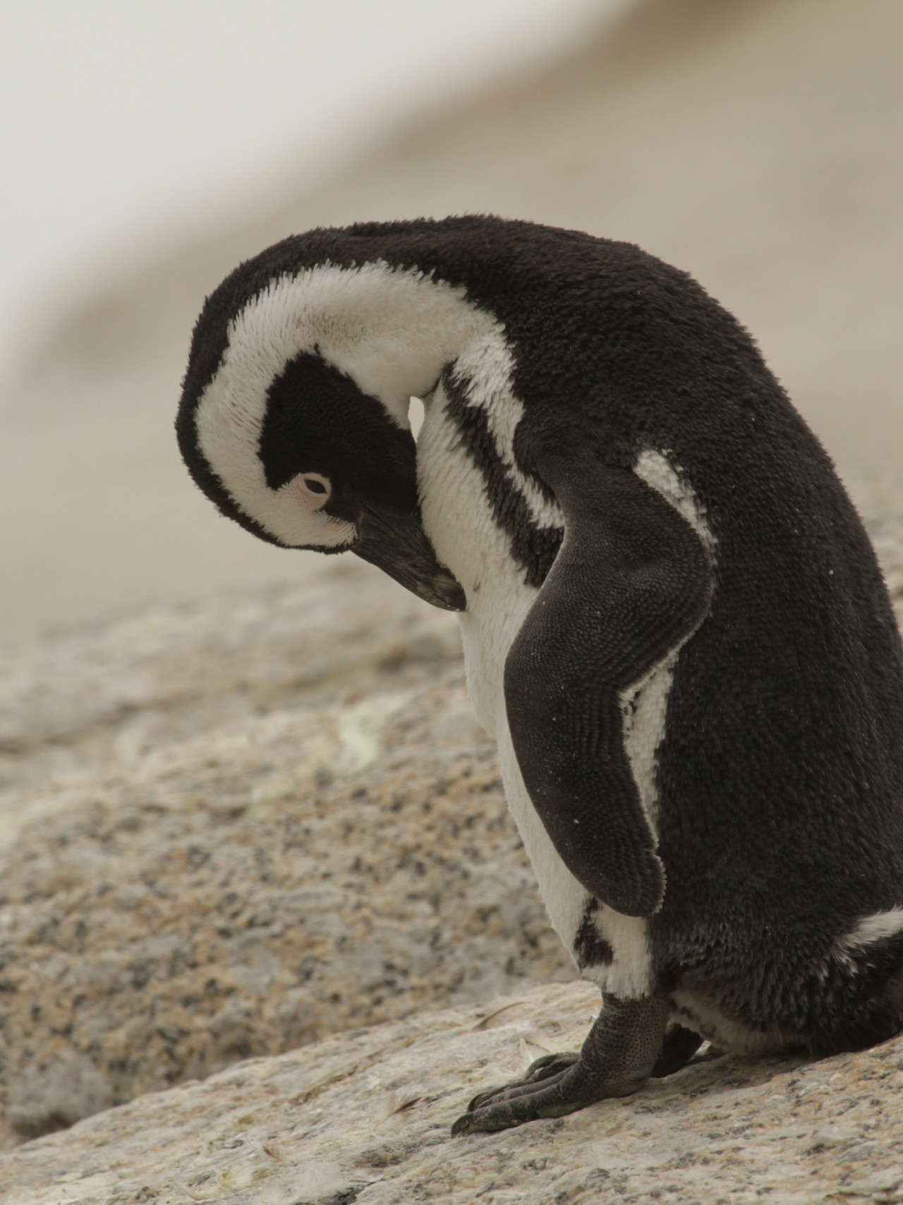 Afrikanischer Brillenpinguin auf Granitfelsen