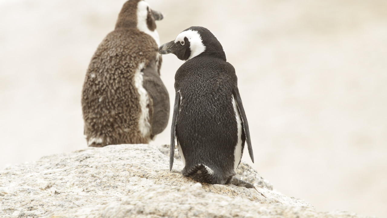 Besuch der Pinguine von Boulder's Beach, Südafrika