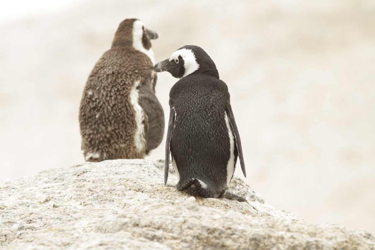 Besuch der Pinguine von Boulder's Beach, Südafrika