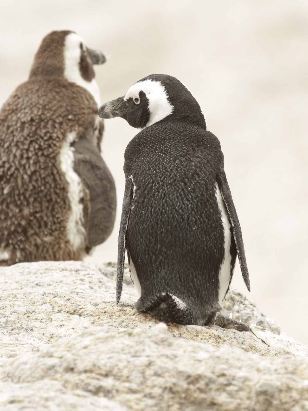 Besuch der Pinguine von Boulder's Beach, Südafrika