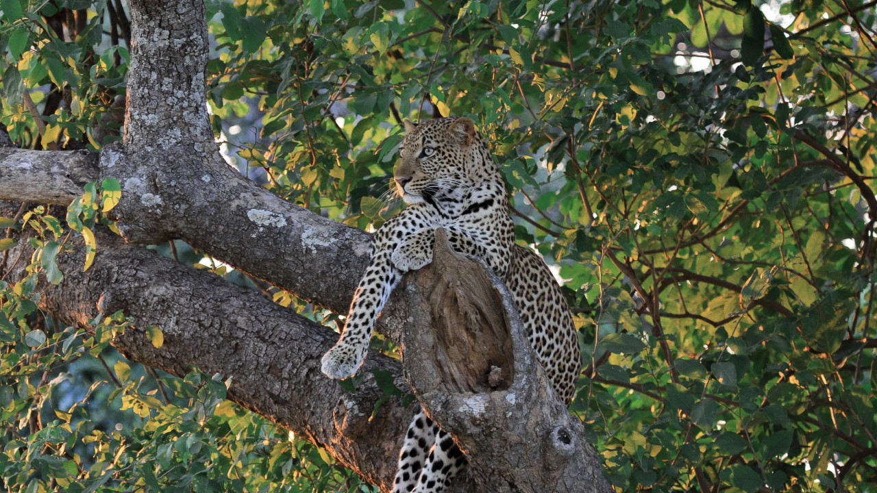 Leopard während Safari im Okavango Delta, Botswana