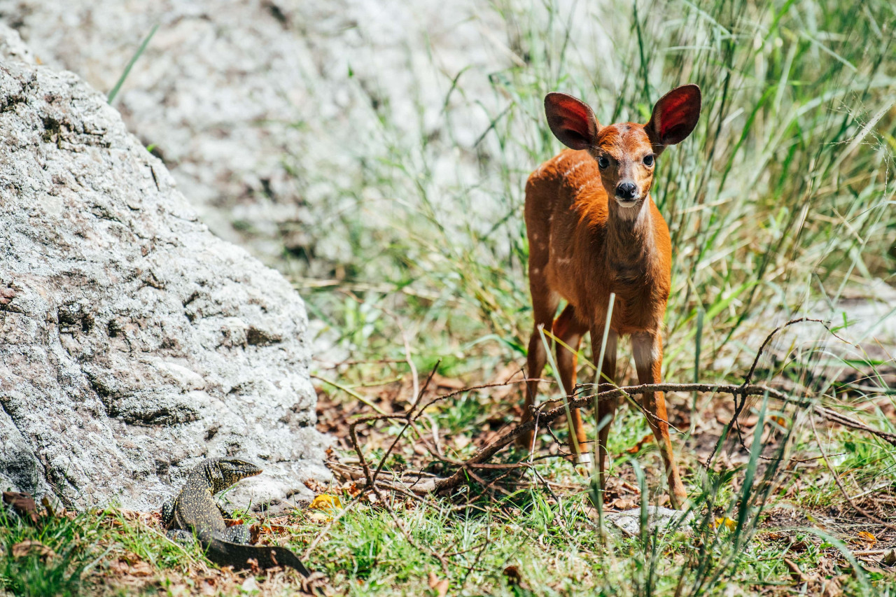 Ein kleines Antilopenjunges und ein Waran am Rand eines Felsens in Rubondo.