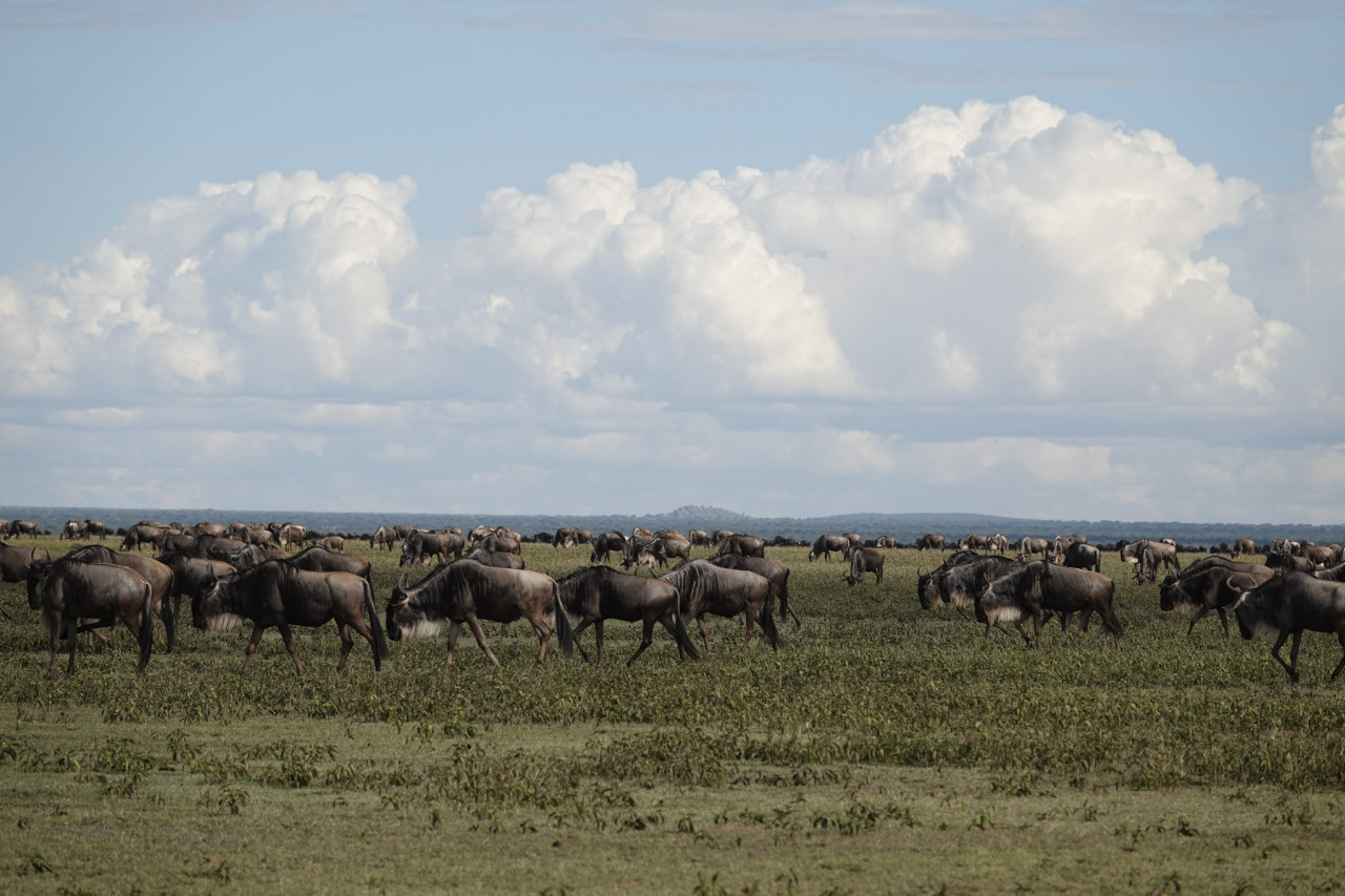 Gnus durchqueren die weiten Ebenen der Serengeti unter dramatischem Wolkenhimmel
