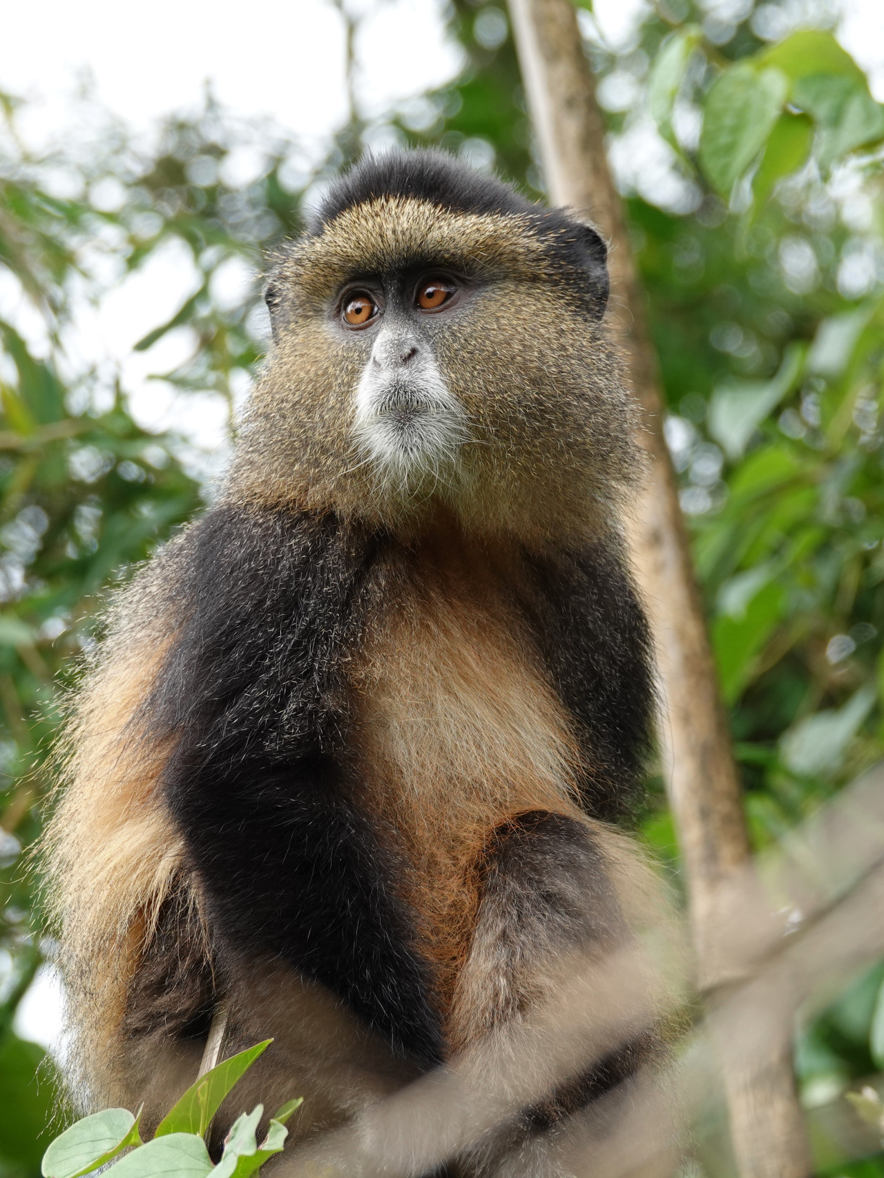 Golden Monkey in Ruanda