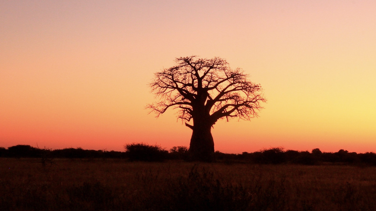 Silhouette eines Baobabs vor orangefarbenem Sonnenuntergang