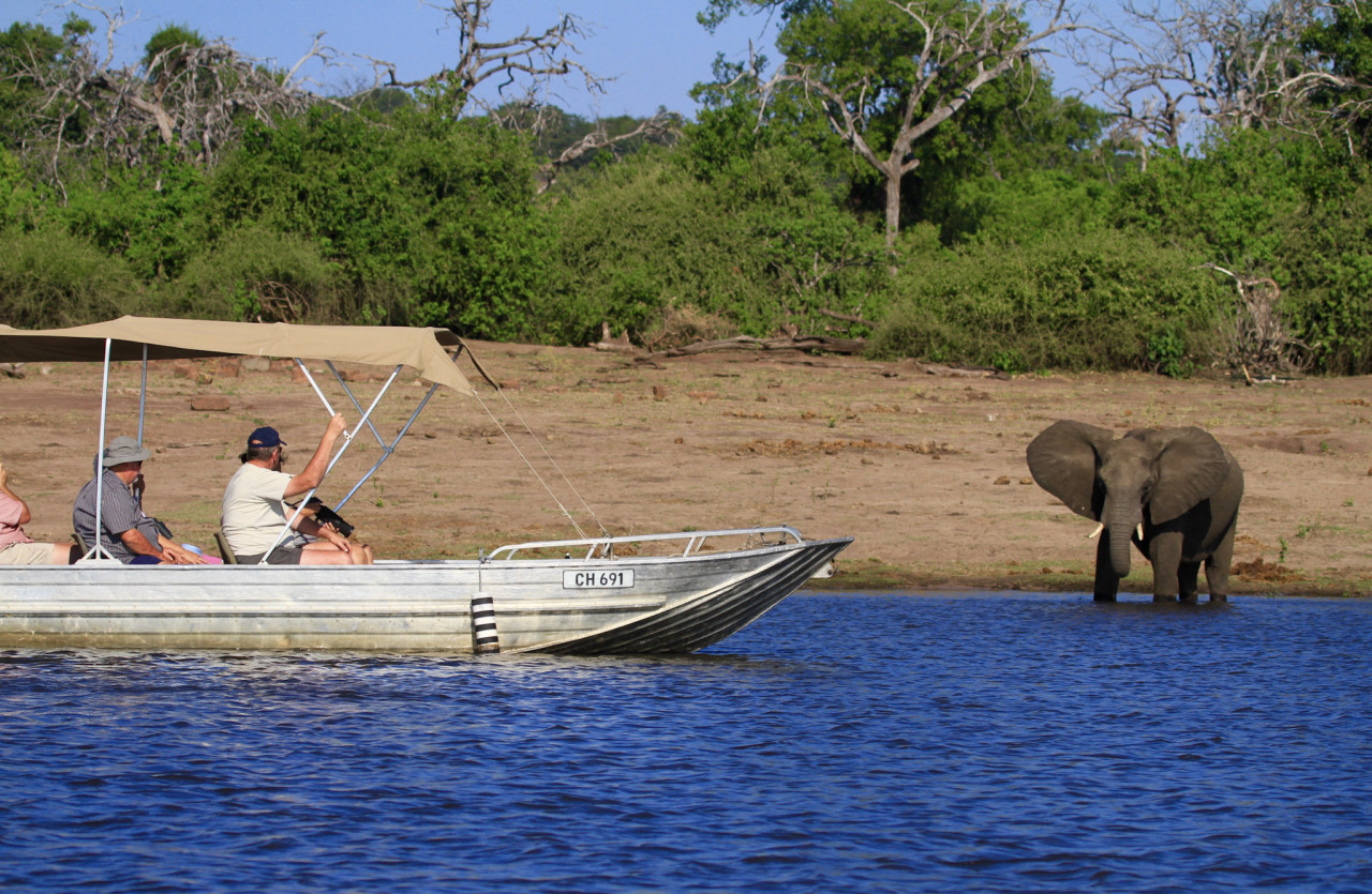 Safari-Bootsfahrt auf dem Chobe River in Botswana mit Blick auf einen Elefanten am Ufer