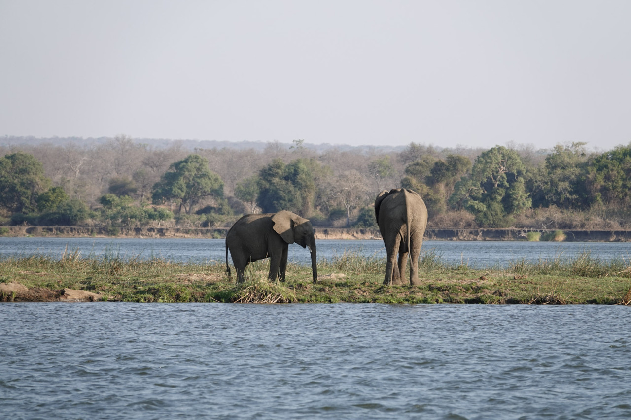 Zwei Elefanten am Flussufer im Nationalpark in Sambia