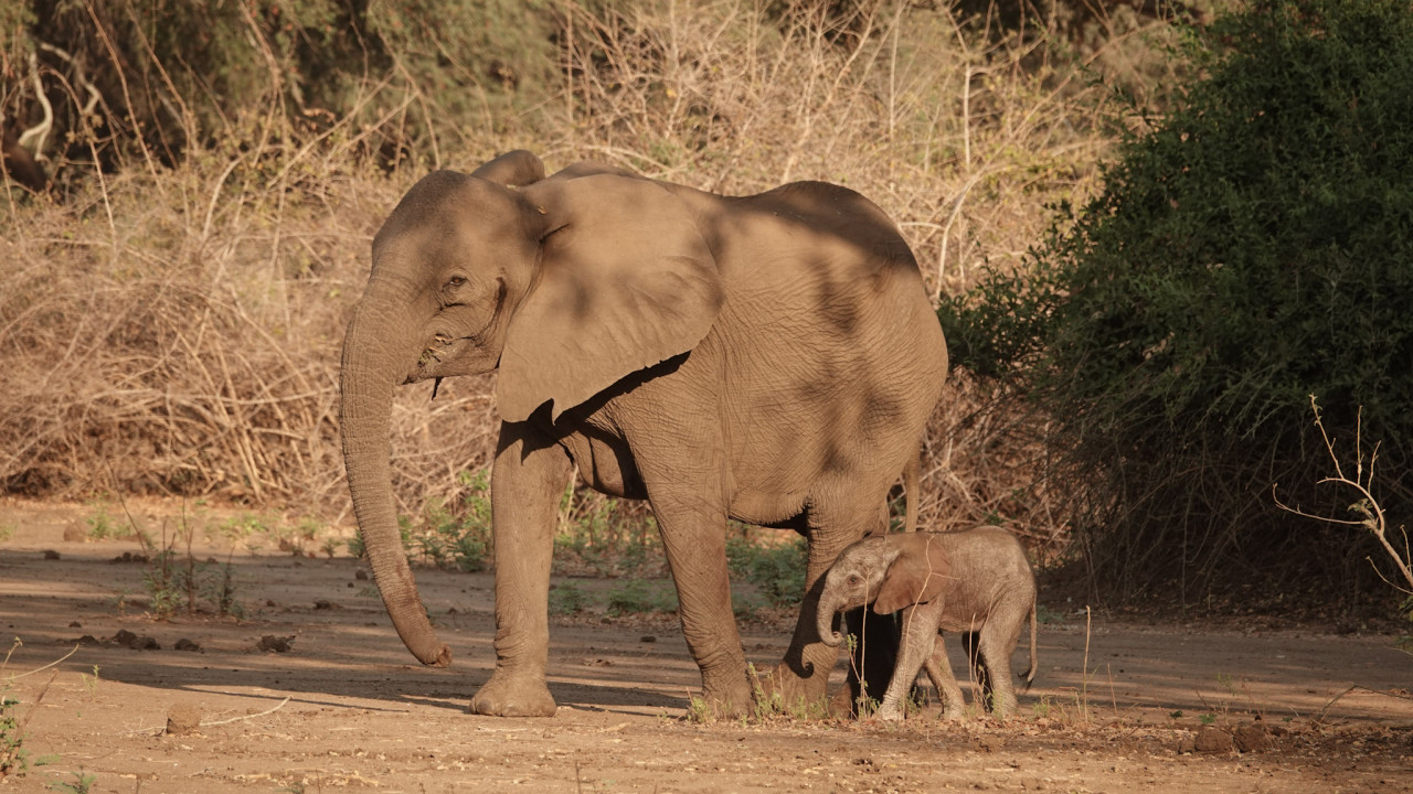 Elefantenmutter mit ihrem Kalb im südlichen Afrika