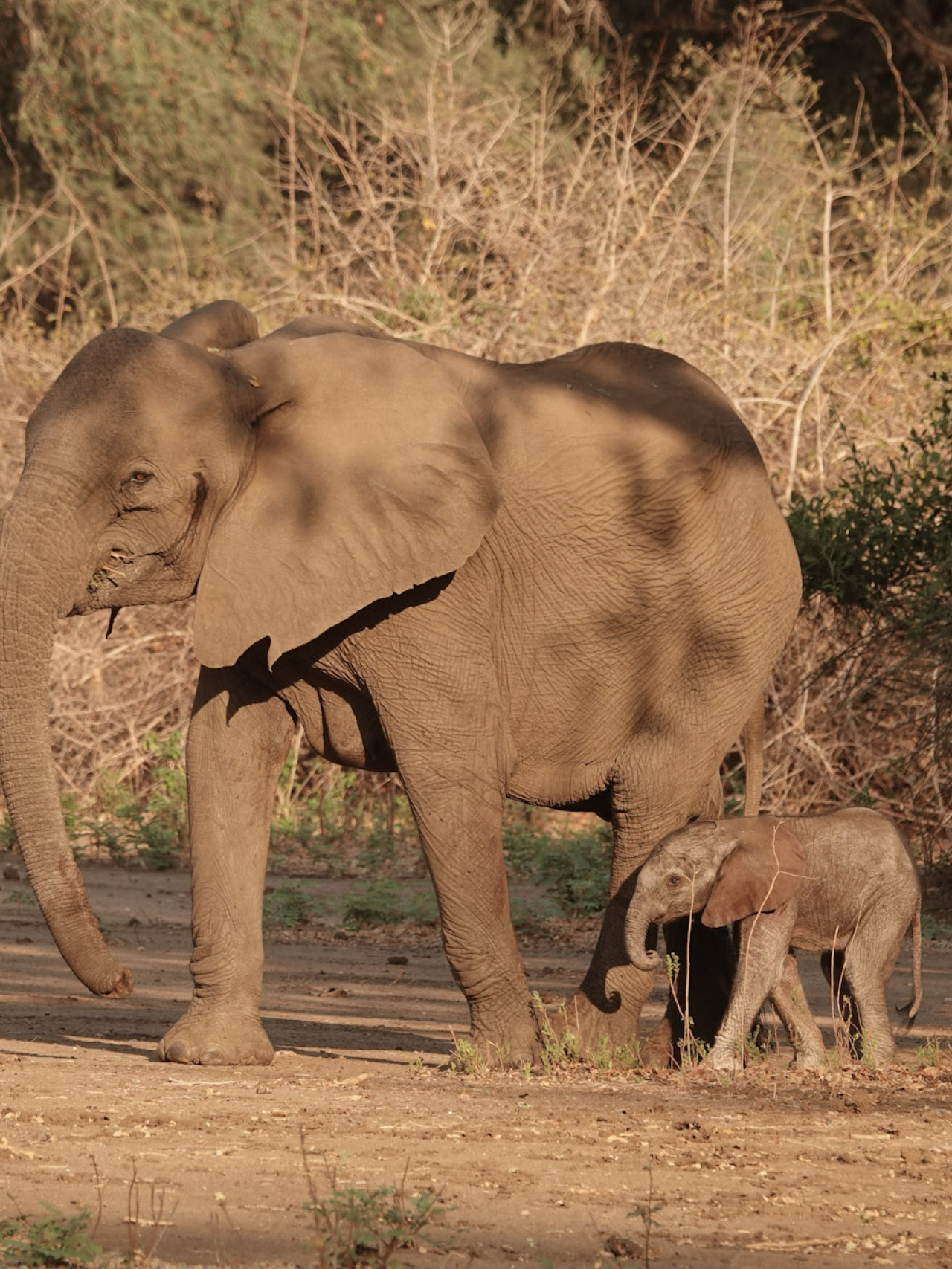 Elefantenmutter mit ihrem Kalb im südlichen Afrika