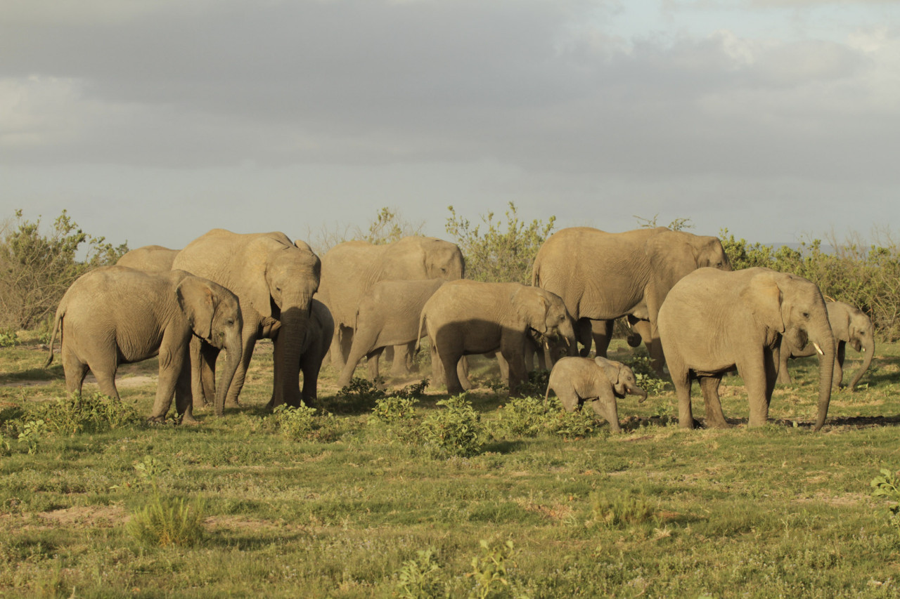 Große Elefantenherde mit Jungtieren im Addo Elephant Nationalpark in Südafrika