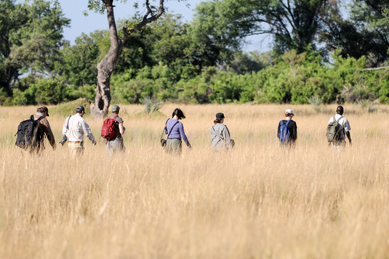 Gruppe auf Fußpirsch wandert durch hohe Savannengräser Afrikas mit Guide