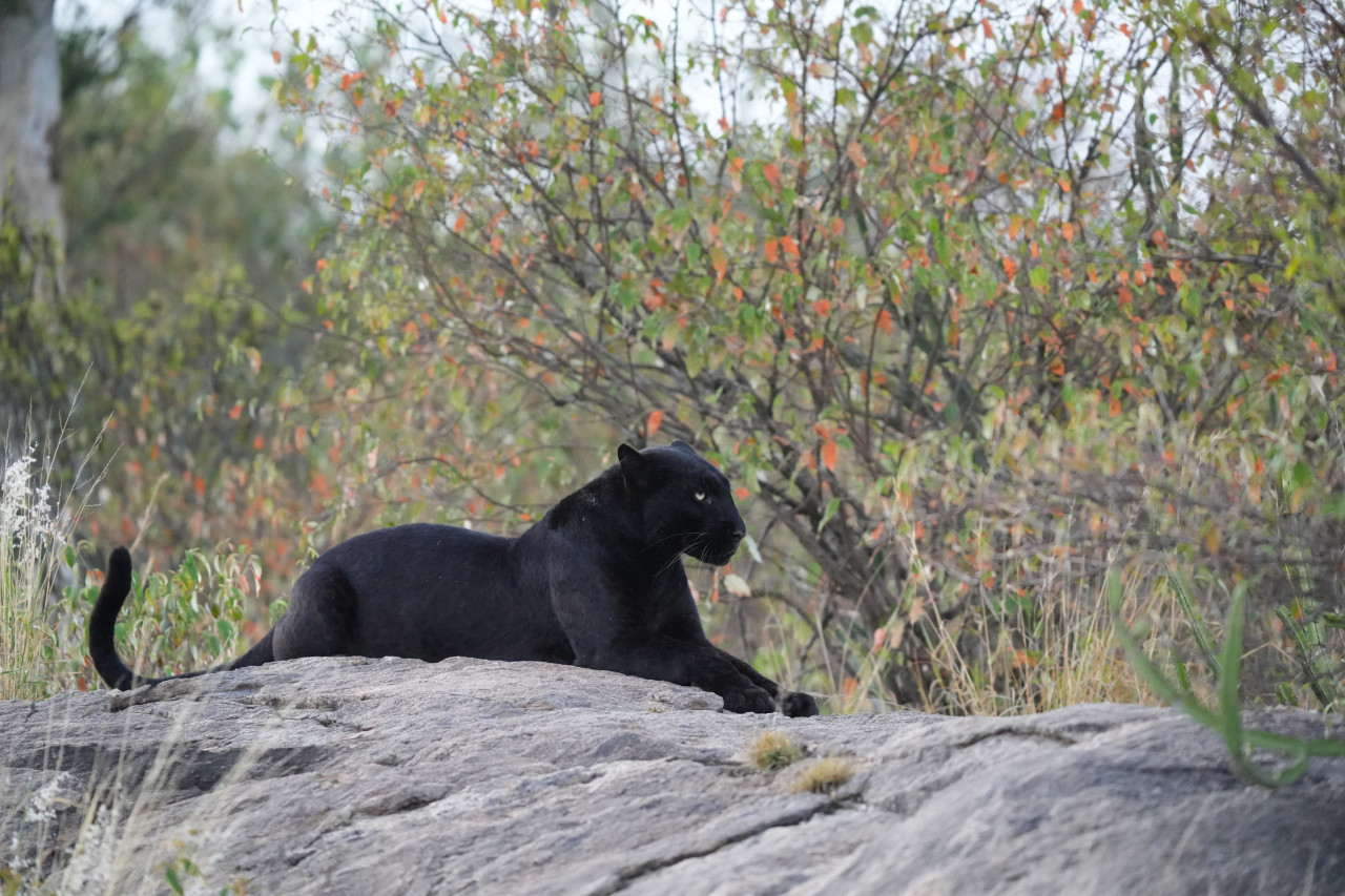 Schwarzer Leopard bei Safari mit Karibu Safaris in Laikipia, Kenia
