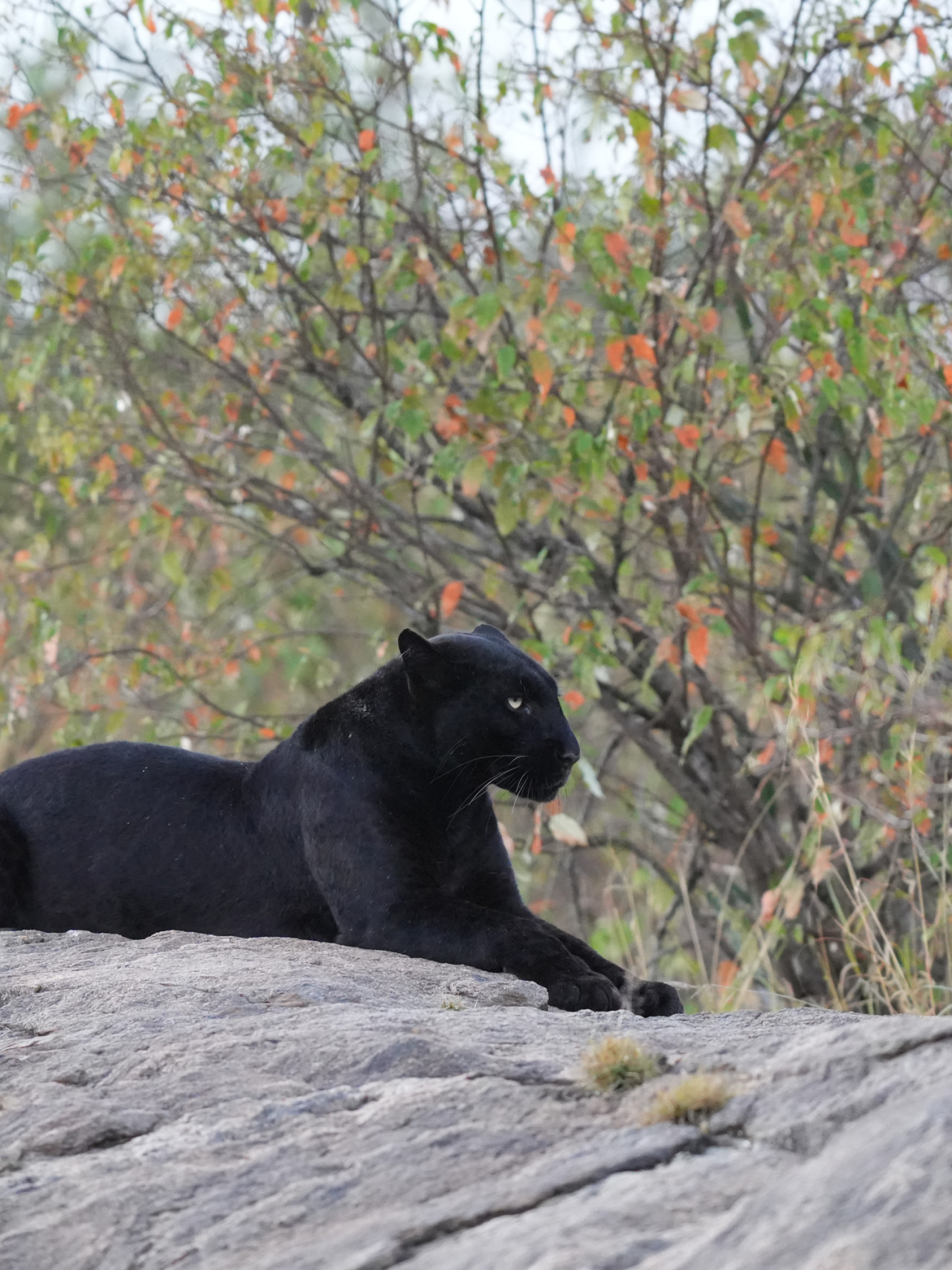 Schwarzer Leopard bei Safari mit Karibu Safaris in Laikipia, Kenia