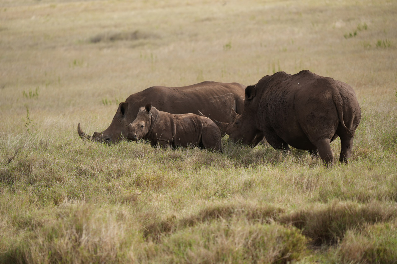 Nashorn mit Jungtier im Lewa Schutzgebiet, Kenia