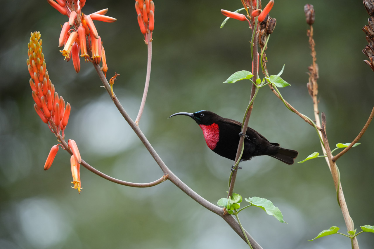 Bunte Vogelvielfalt bei Safari in Kenia