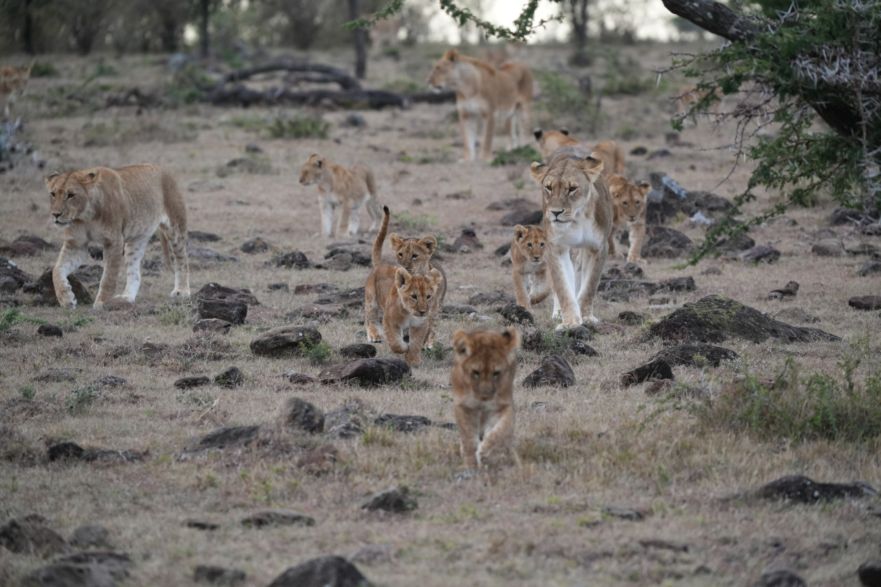Löwenrudel bei Safari mit Karibu Safaris in der Masai Mara, Kenia