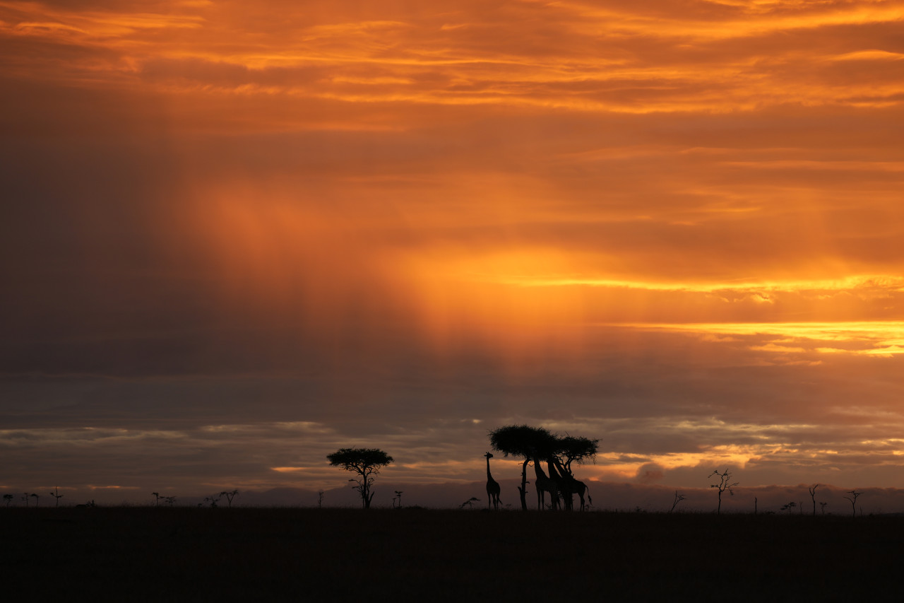 Giraffe bei Sonnenuntergang in der Masai Mara, Kenia