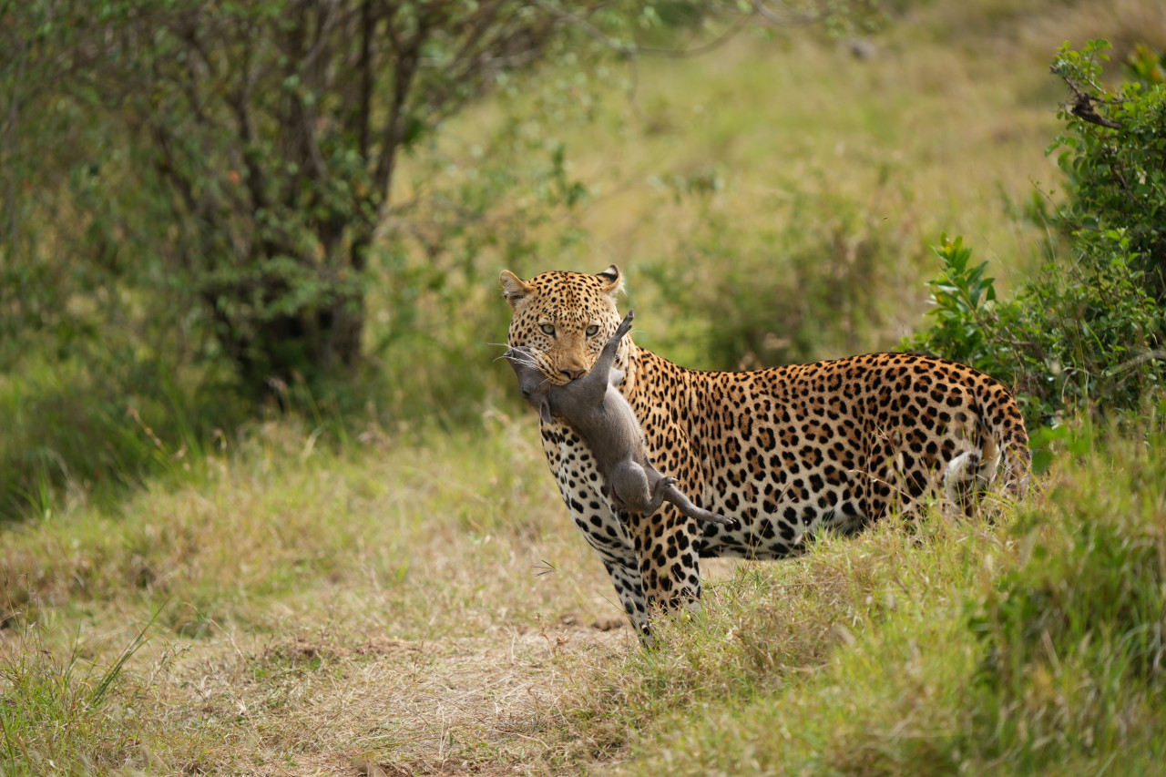 Beute des Leoparden bei Safari in Naibosho, Kenia