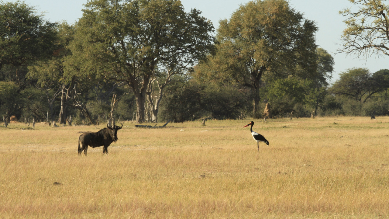Gnu und Sattelstorch in der Savanne Sambias
