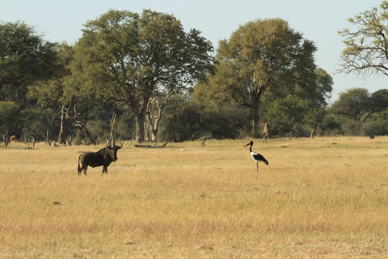 Gnu und Sattelstorch in der Savanne Sambias