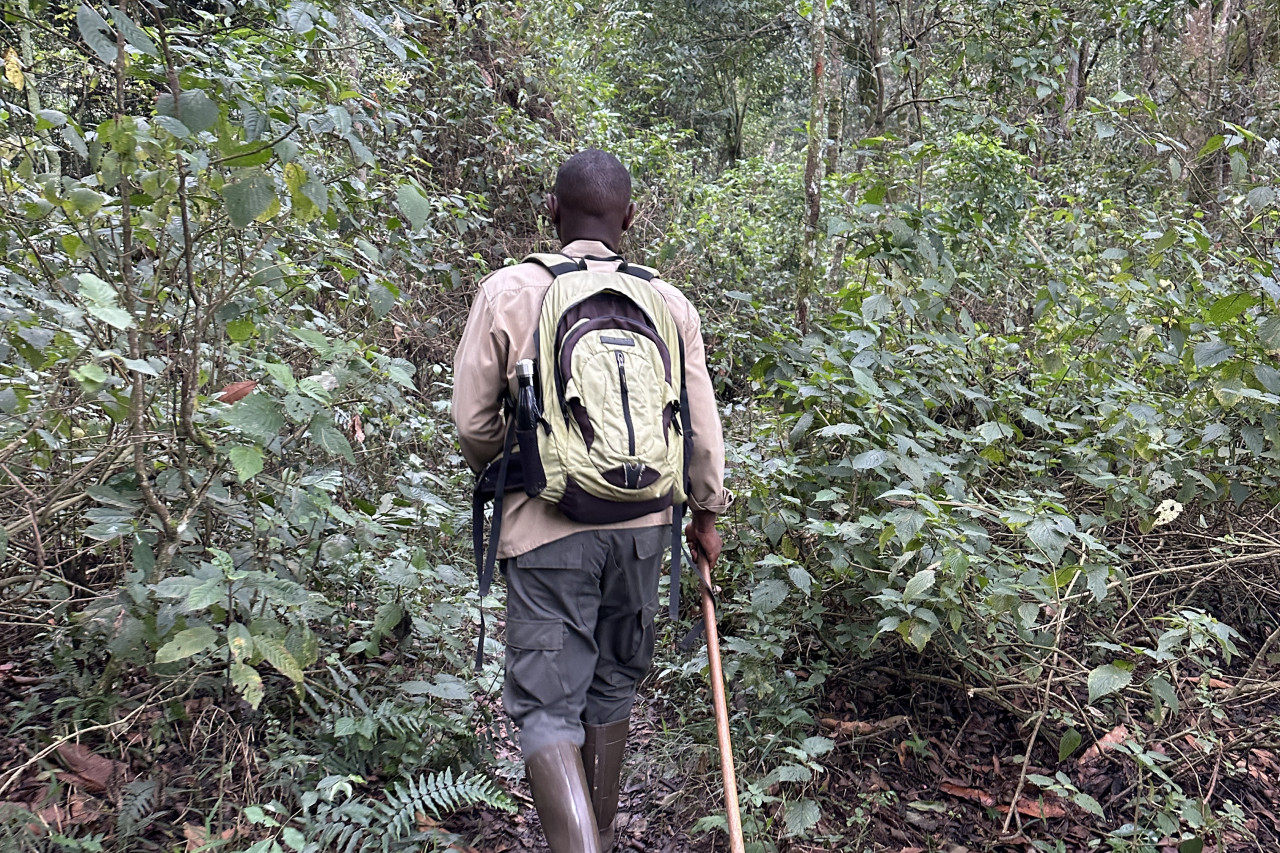 Guide beim Gorilla-Trekking im Regenwald von Ruanda