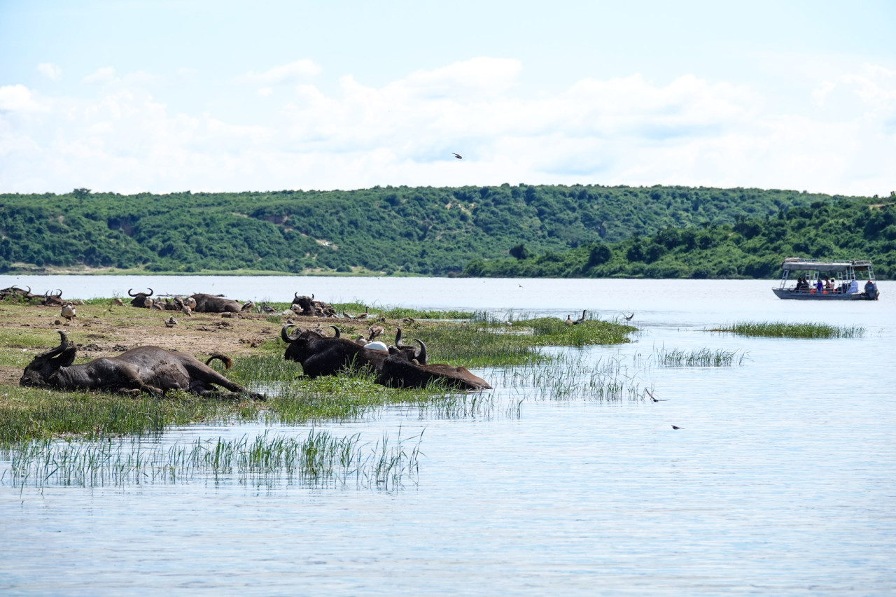 Boot mit Touristen auf dem Kazinga-Kanal in Uganda, Wasserbüffel am Ufer