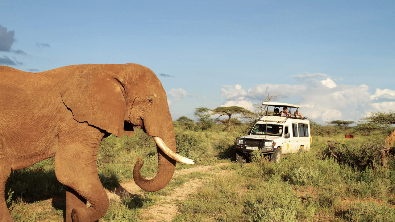 Elefant auf Safari in Kenia vor Safari-Jeep in der Savanne