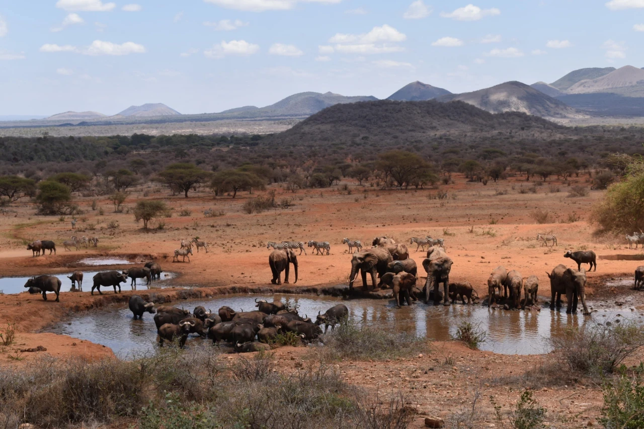 Elefanten, Zebras und Büffel am Wasserloch mit Blick auf die Savannenlandschaft im Tsavo West Nationalpark, Kenia