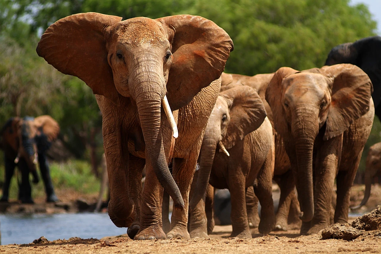 Elefantenherde am Wasserloch im Tsavo East Nationalpark in Kenia