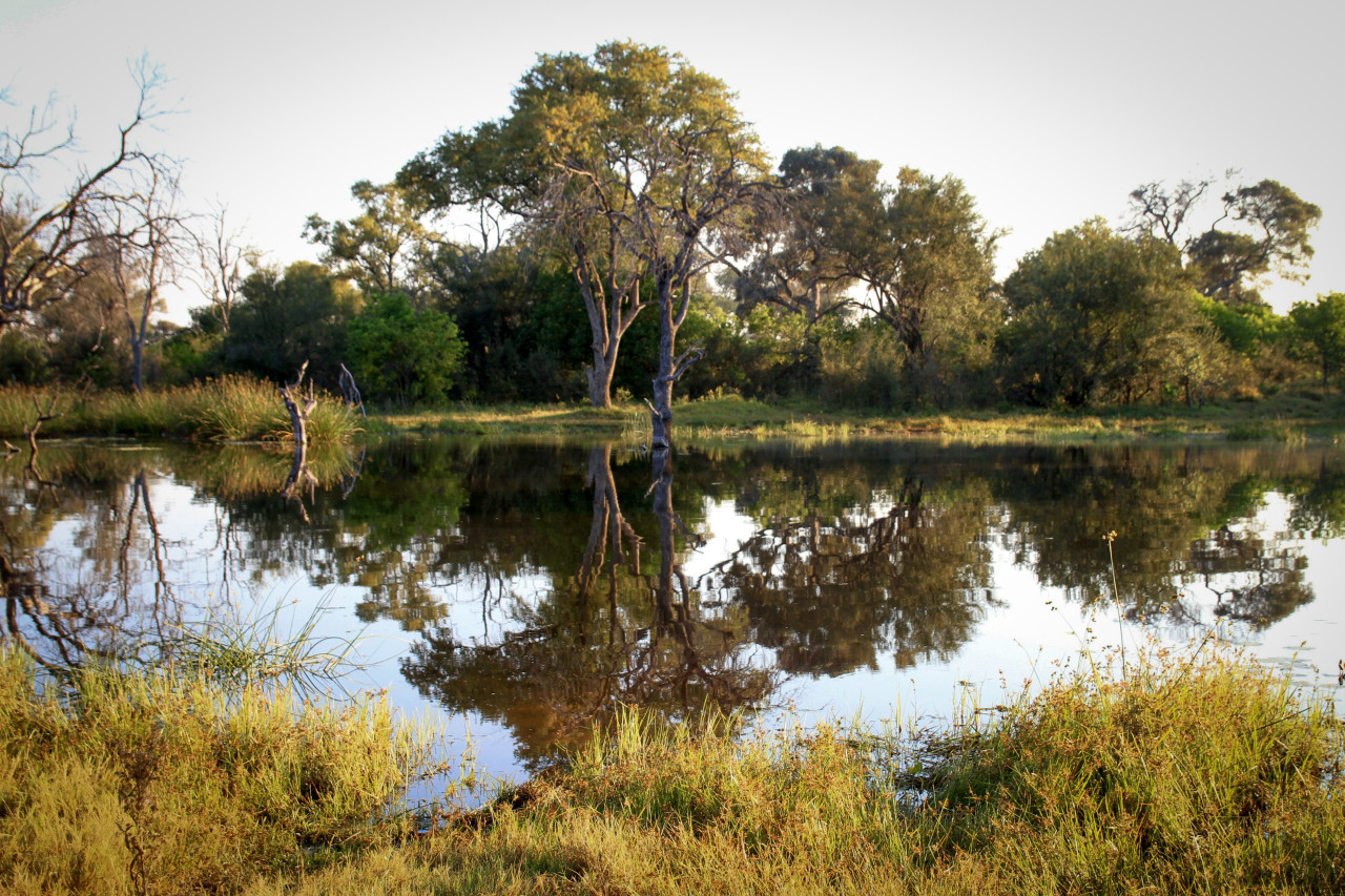 Spiegelung der Bäume im Wasser im Khwai-Gebiet, Botswana