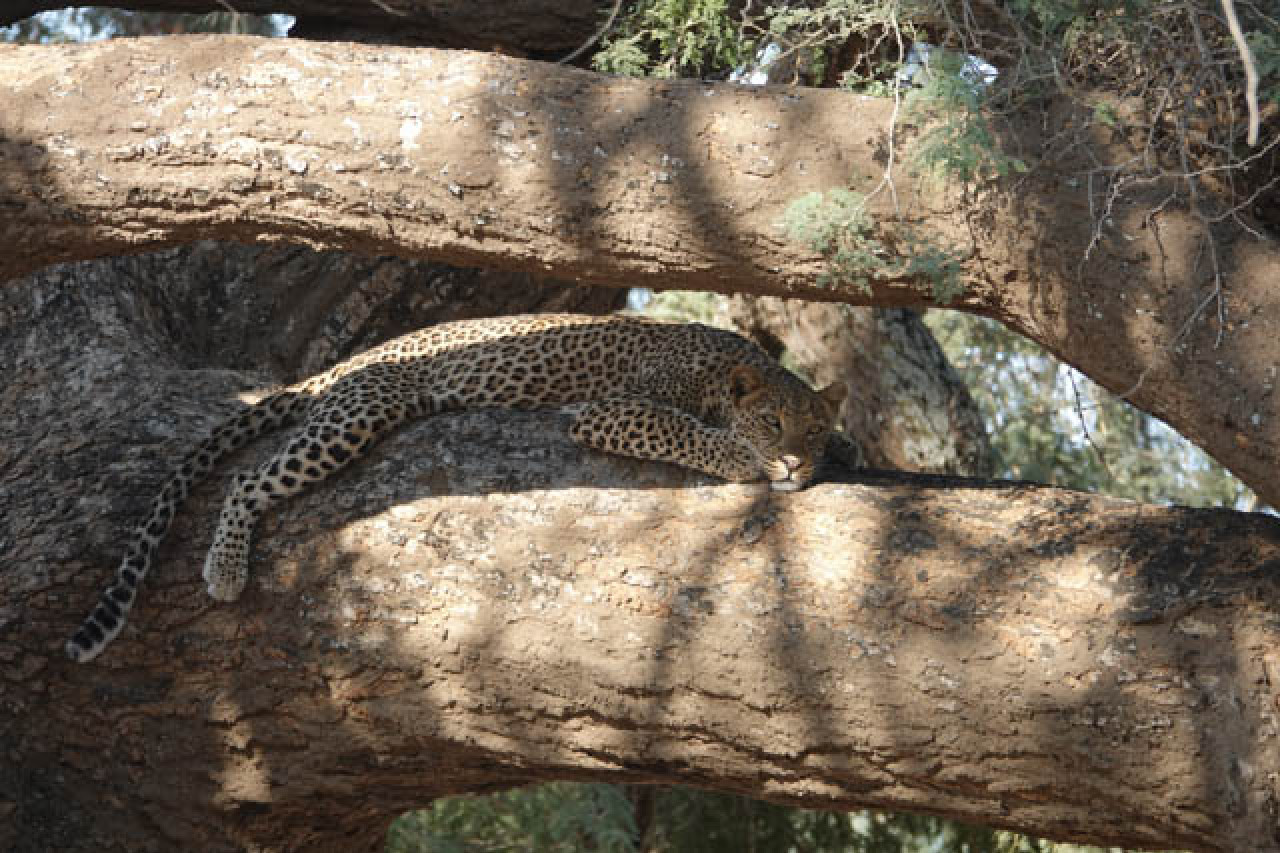Leopard ruht auf einem Ast im Nationalpark in Sambia