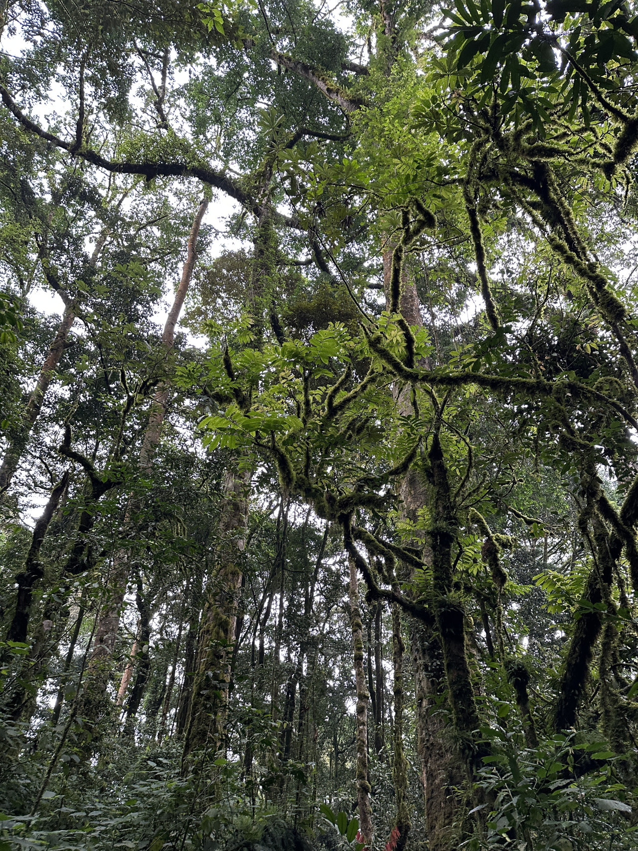 Urwald während einer Wanderung in Ruanda