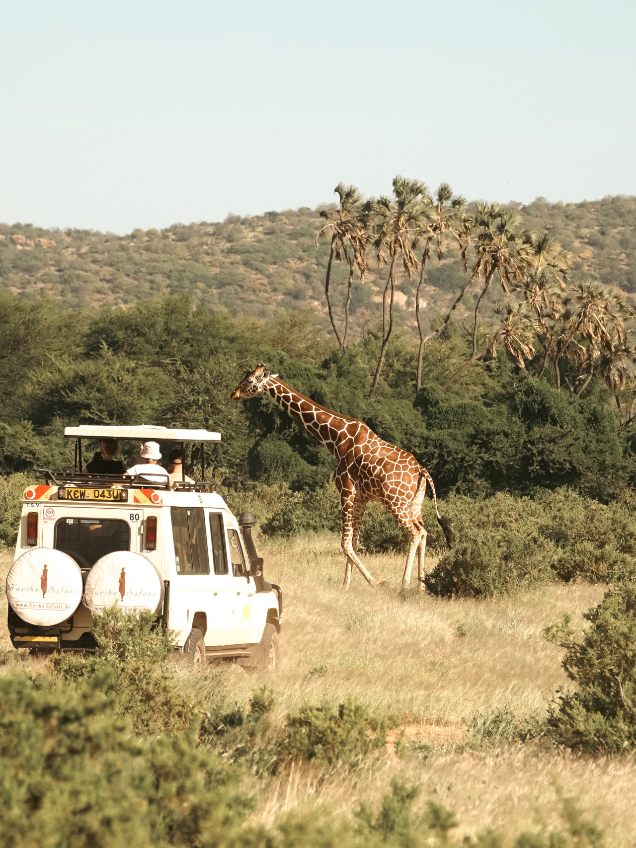 Safari in Samburu, Kenia, mit Begegnung der Giraffen