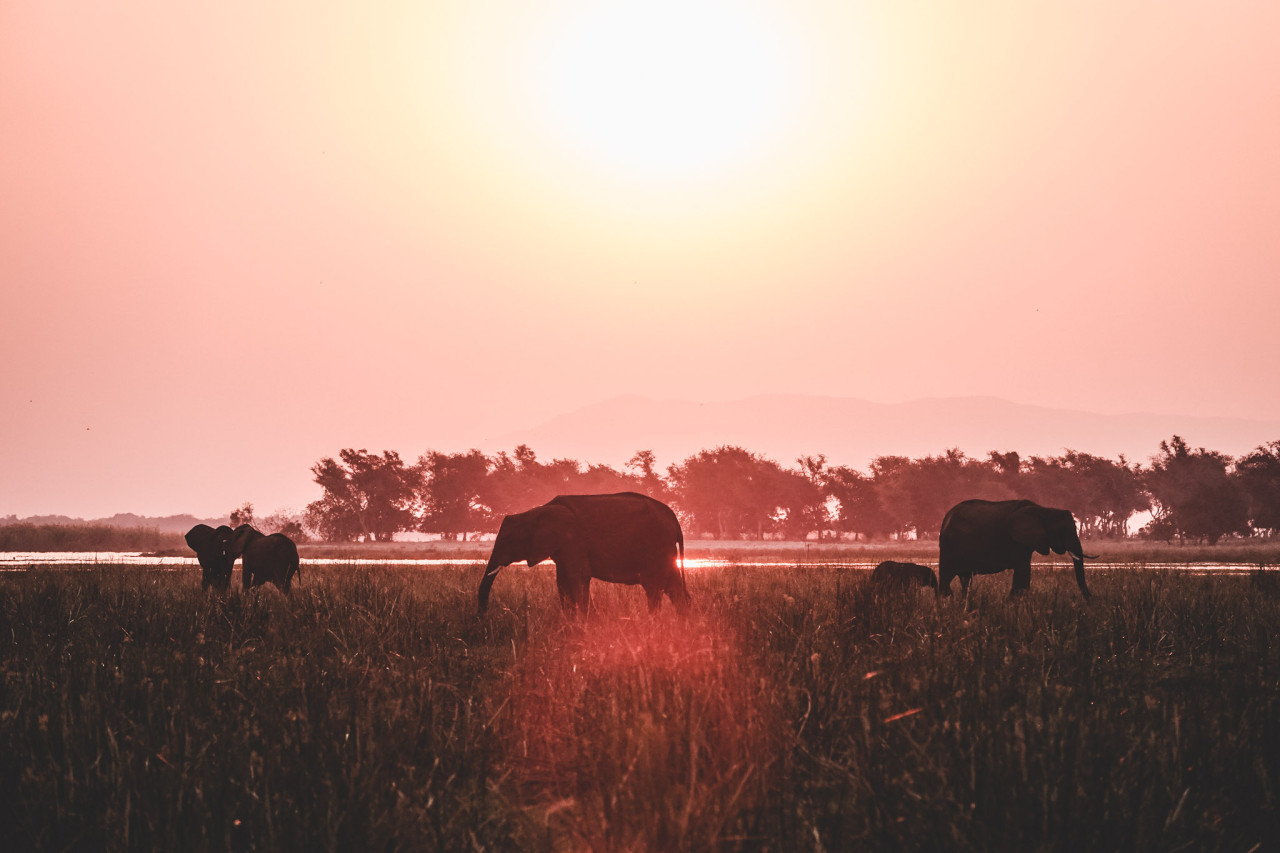 Elefanten beim Sonnenuntergang in Sambia