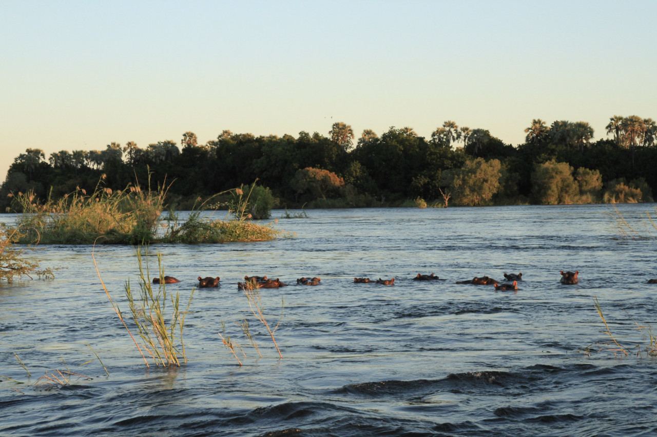 Flusspferde schwimmen im Fluss in Sambia bei Sonnenuntergang.